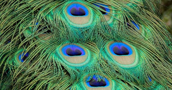 Der Pressespiegel – eigene Leistungen oder fremde Federn